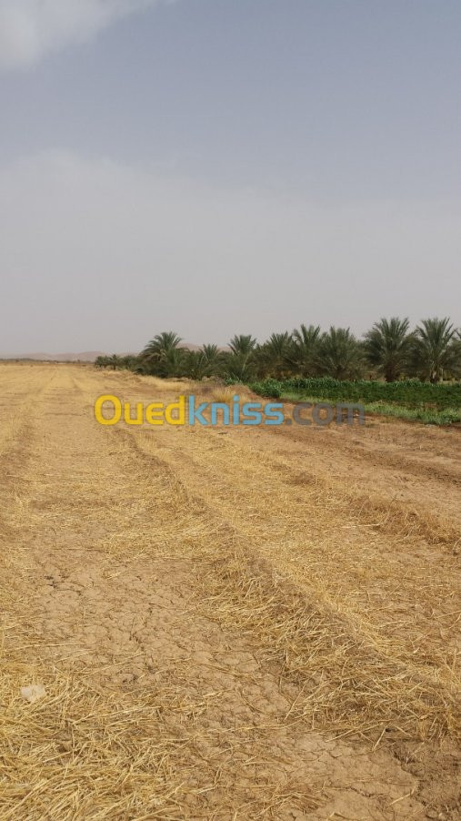 Vente Terrain Agricole Biskra Sidi okba