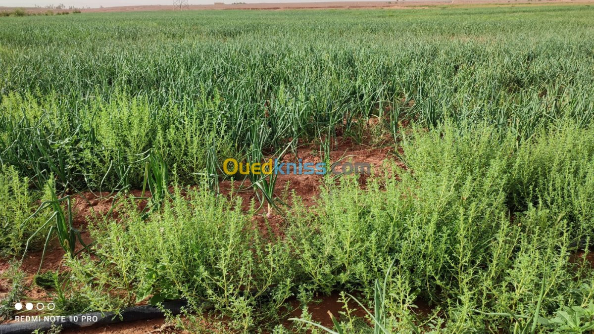 Vente Terrain Agricole Bechar Beni ounif