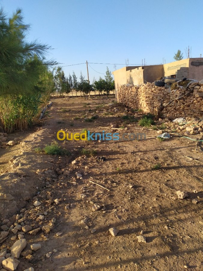 Vente Terrain Djelfa Hassi fedoul