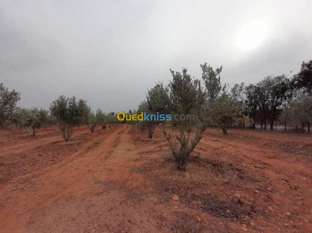 Vente Terrain Relizane Dar ben abdellah