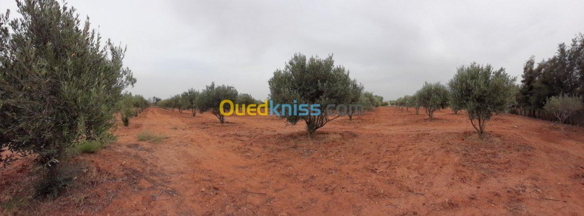 Vente Terrain Relizane Dar ben abdellah