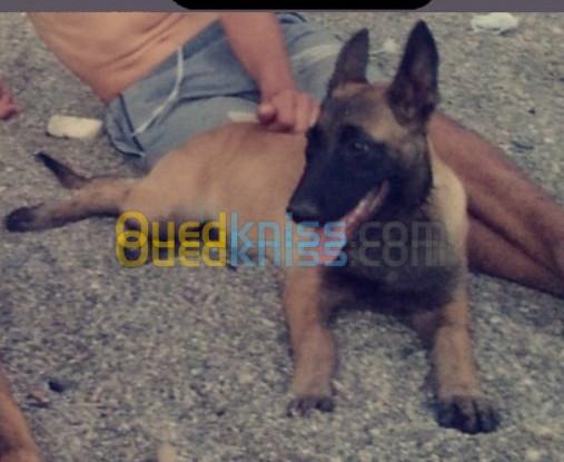 Malinois femelle 