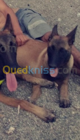 Malinois femelle 