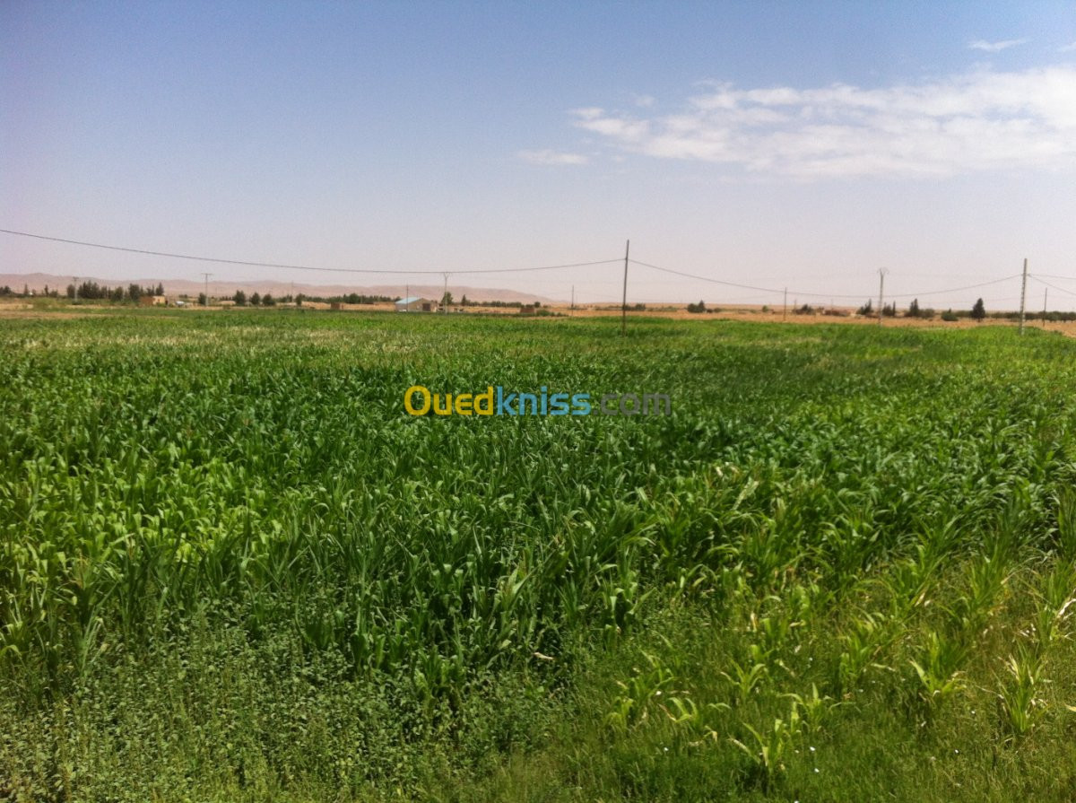 Vente Terrain Agricole Naama Ain ben khelil