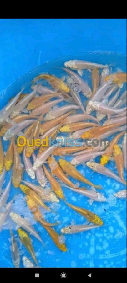 Tilapia carpe koï poisson chat