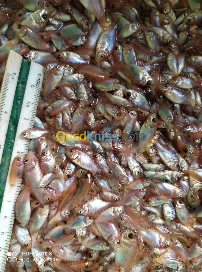 Tilapia rouge tilapia nilotica c