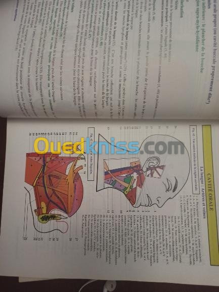 Livre anatomie originel medecine diges