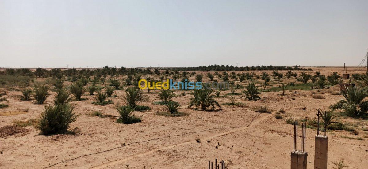 Vente Terrain Agricole El oued El mghair