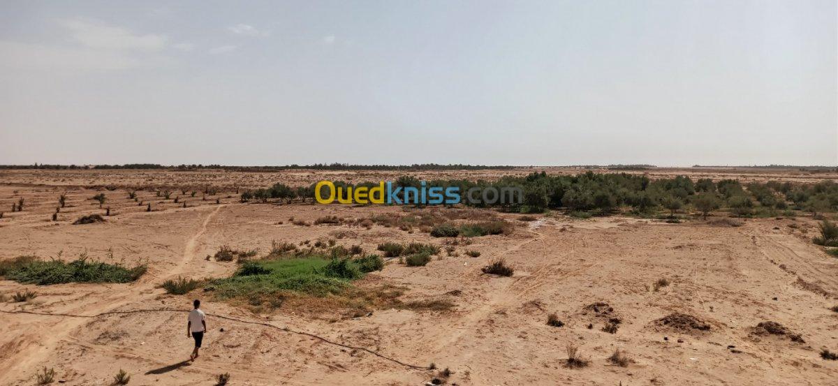 Vente Terrain Agricole El oued El mghair