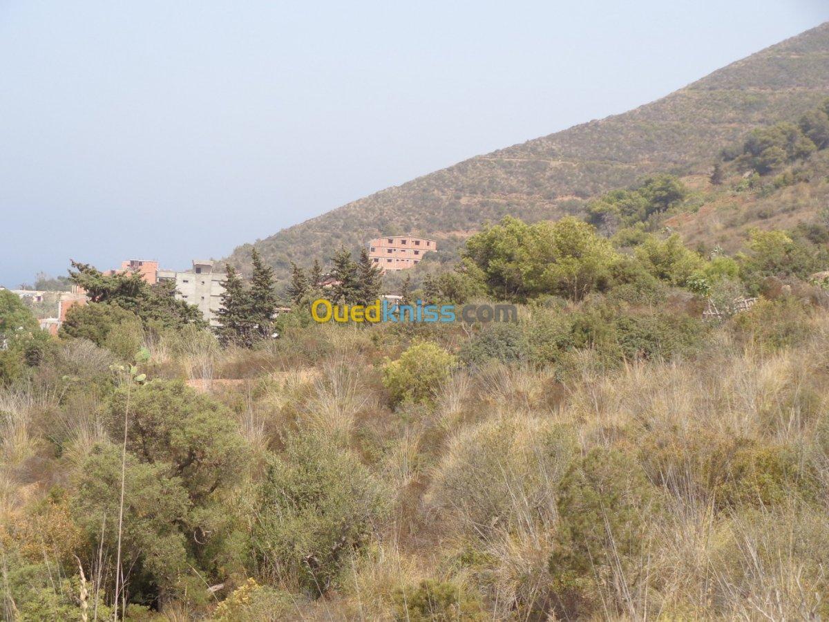 Vente Terrain Tipaza Tipaza