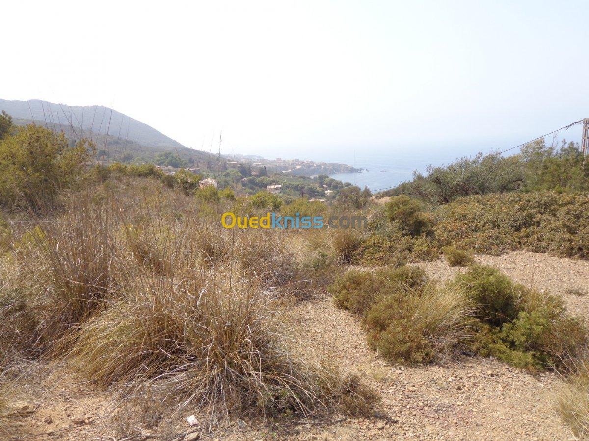 Vente Terrain Tipaza Tipaza