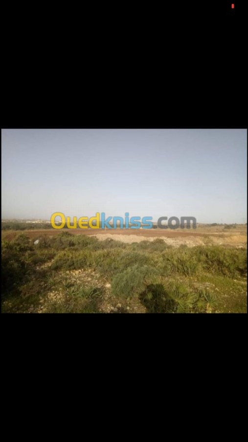 Vente Terrain Agricole Oran Hassi ben okba