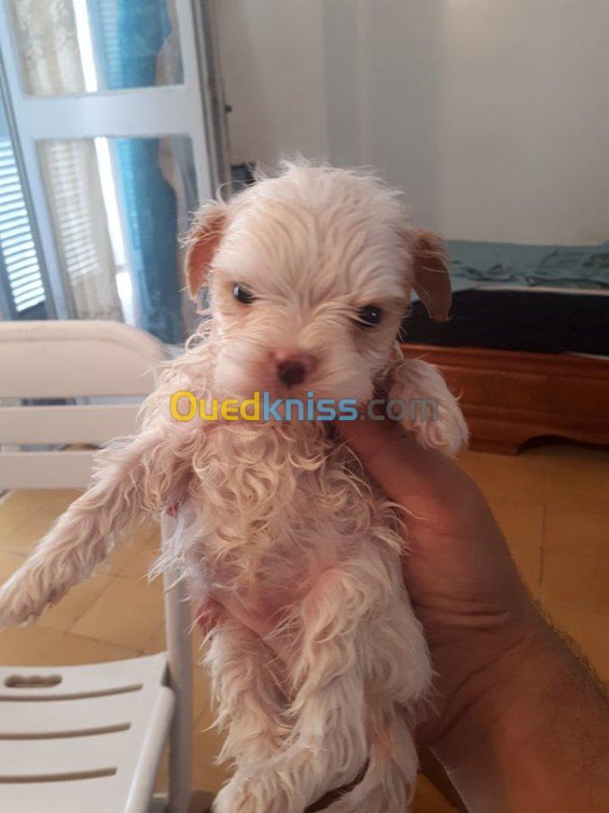 chiots caniche bichon 