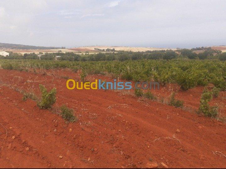 Vente Terrain Mostaganem Abdelmalek ramdane