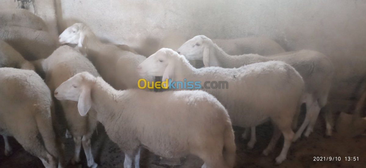 Troupeau de brebis et de moutons 