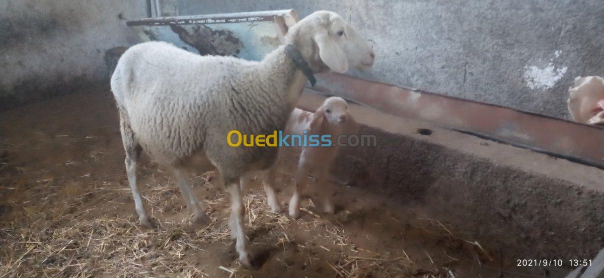 Troupeau de brebis et de moutons 