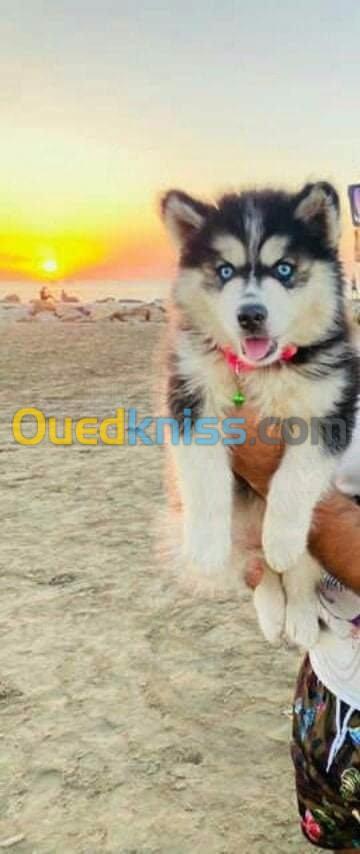 Husky malamute 