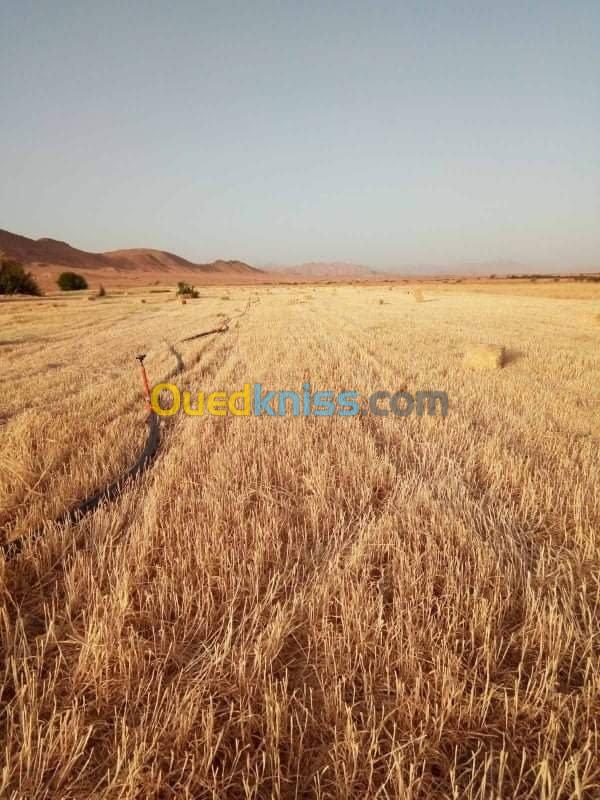 Vente Terrain Agricole Biskra El outaya