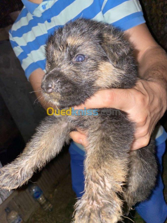 Chiot berger allemand 1 mois