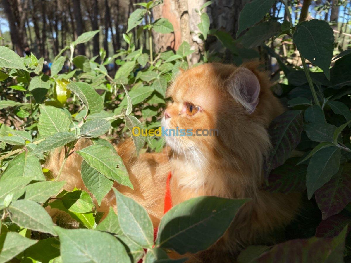 Persan himalayen pour l’accouplement 