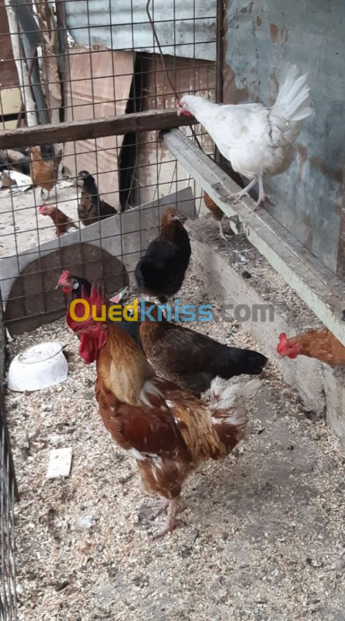 poules / oeufs 