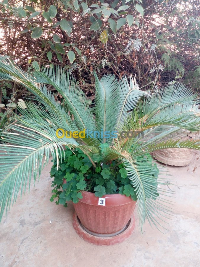 cycas plantes