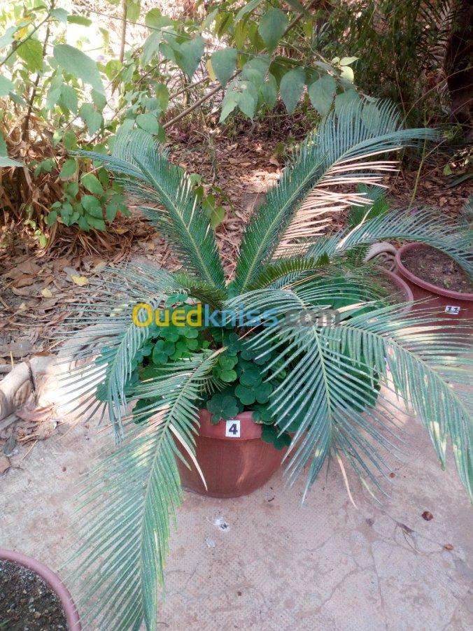 cycas plantes