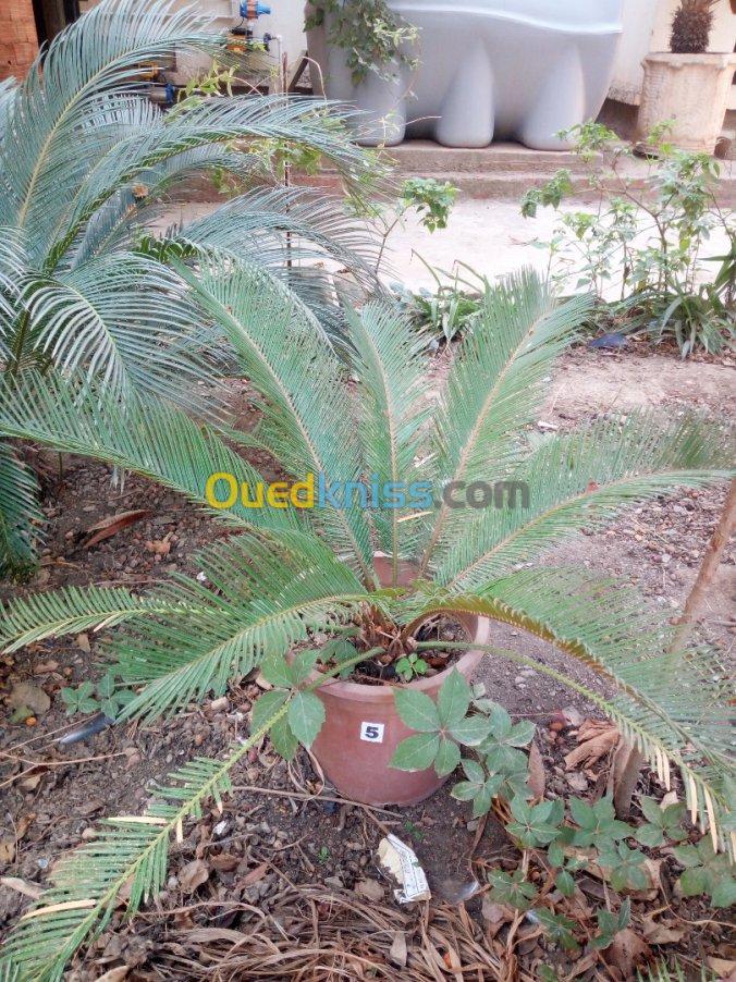 cycas plantes