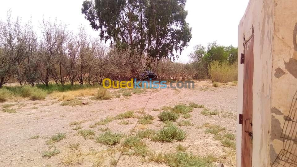 Vente Terrain Agricole Laghouat Tadjemout