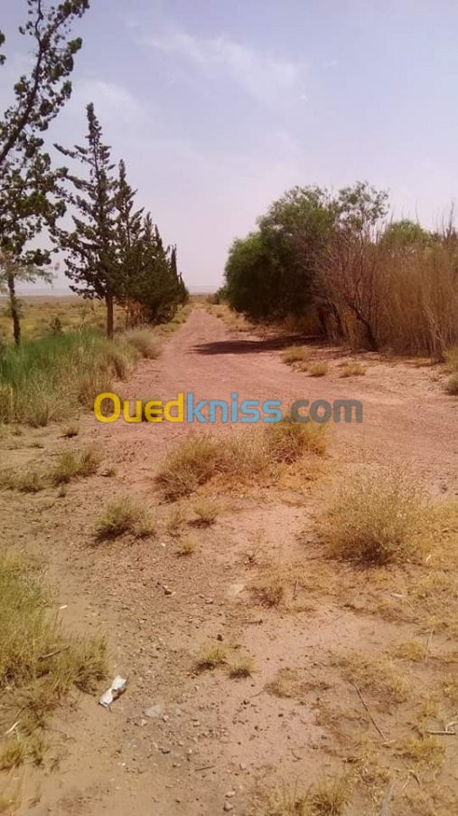 Vente Terrain Agricole Laghouat Tadjemout