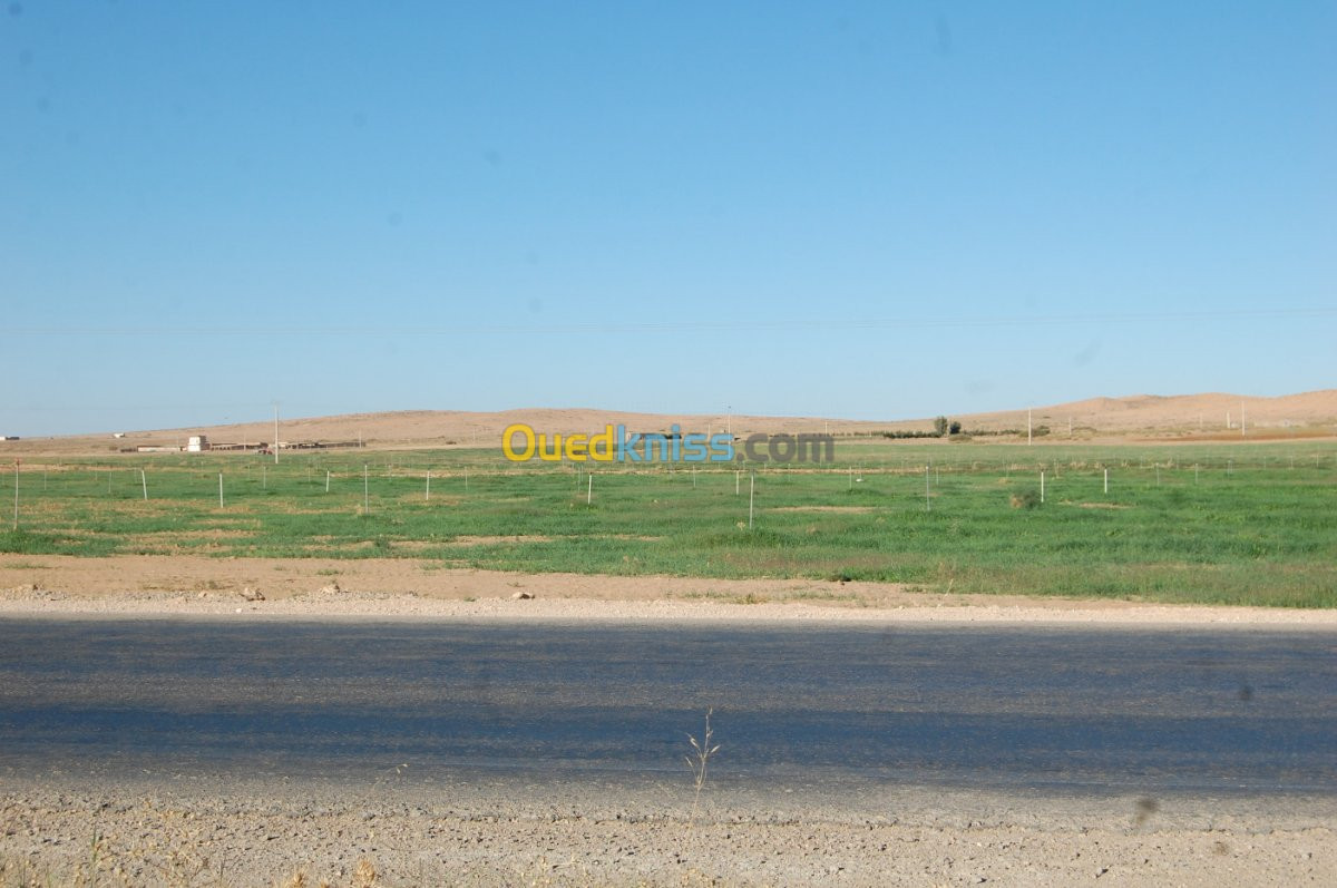 Vente Terrain Agricole Msila Ain el hadjel