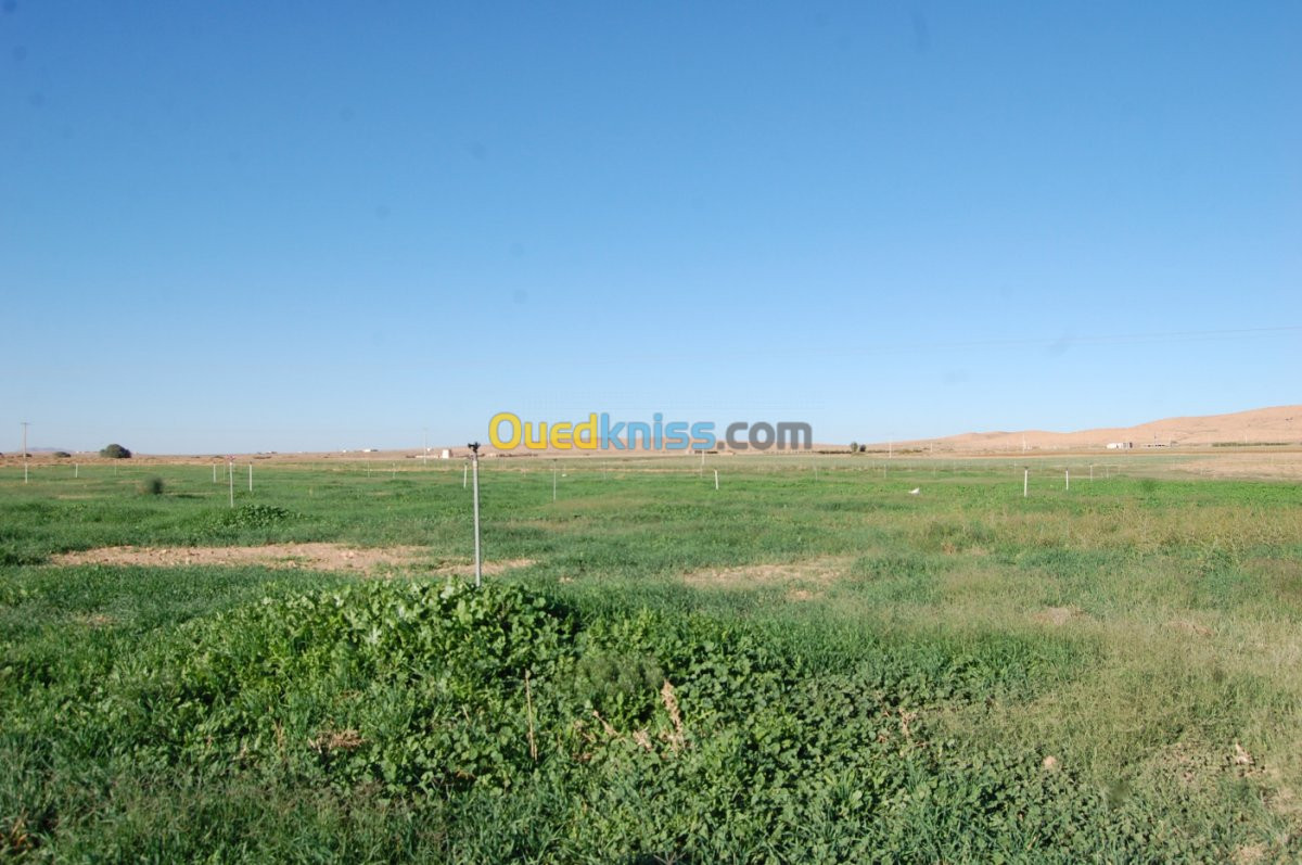 Vente Terrain Agricole Msila Ain el hadjel