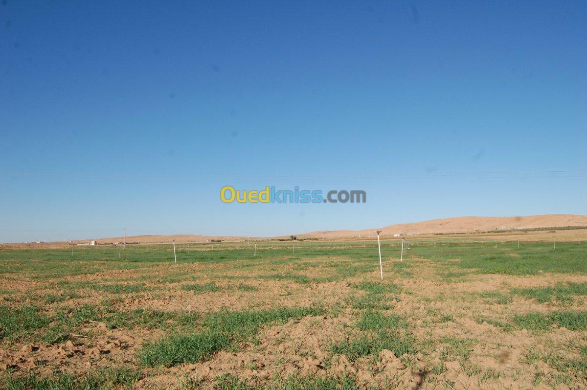 Vente Terrain Agricole Msila Ain el hadjel