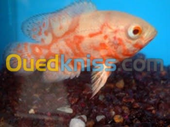 Poisson oscar.Arwana silver.red parrot