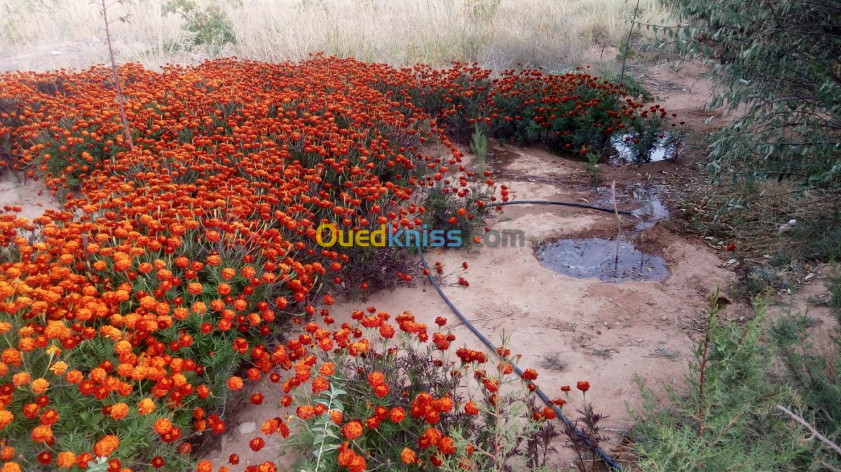 Vente Terrain Agricole Naama Ain ben khelil