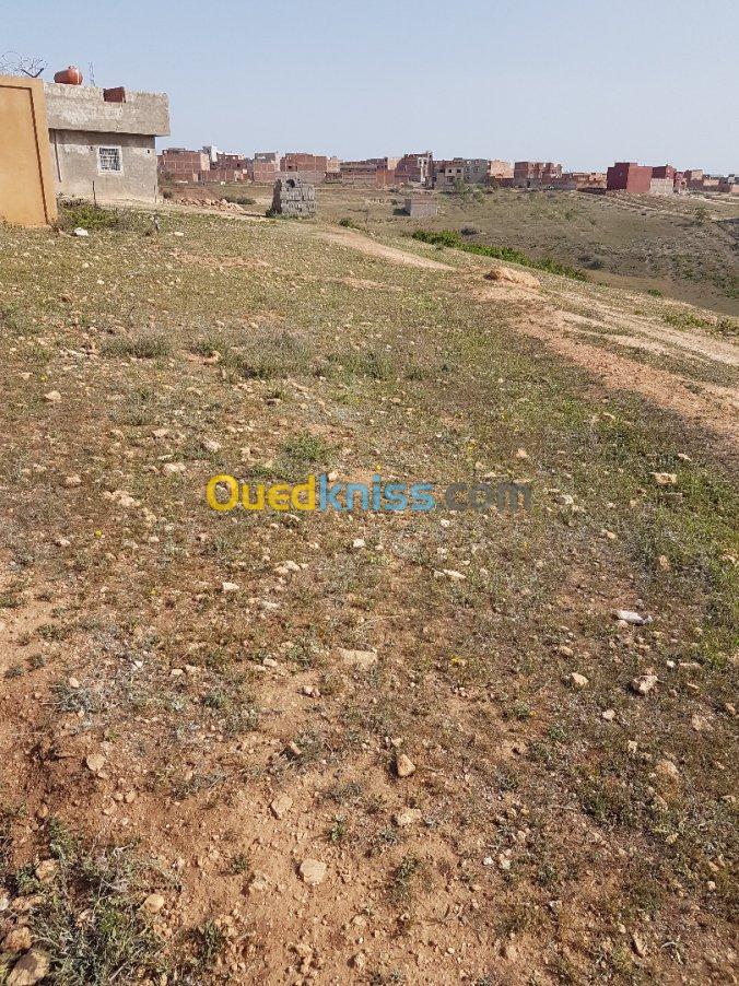 Vente Terrain Tlemcen Souahlia