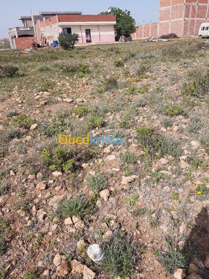 Vente Terrain Tlemcen Souahlia