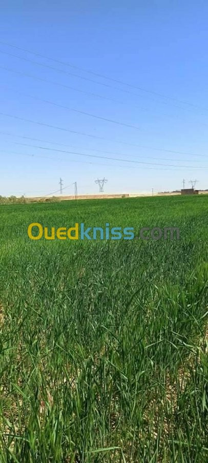 Vente Terrain Agricole Biskra Chetma