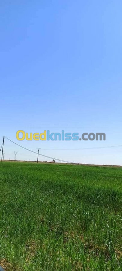 Vente Terrain Agricole Biskra Chetma