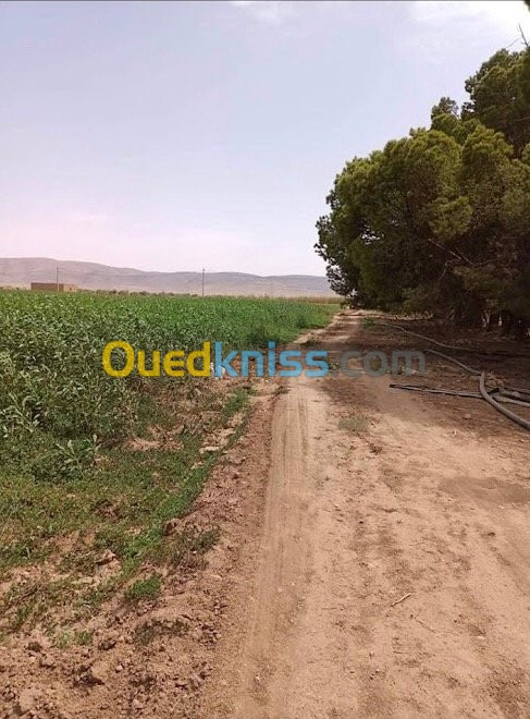 Vente Terrain Agricole Tiaret Ksar chellala