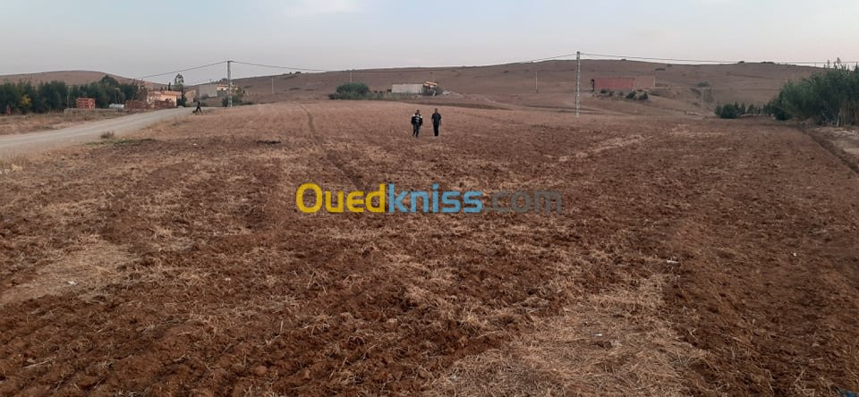 Vente Terrain Mascara Oued el abtal