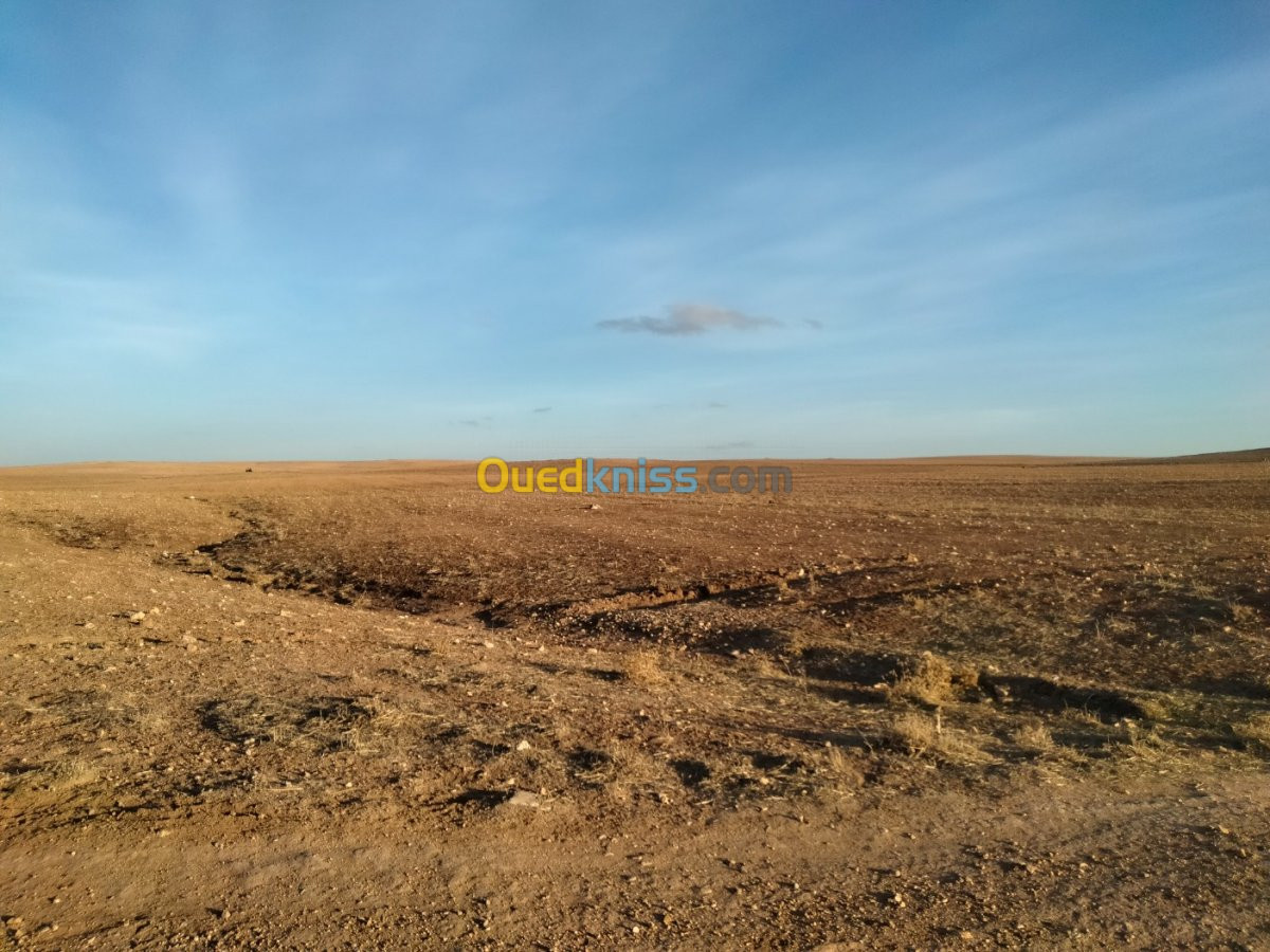 Vente Terrain Tiaret Tiaret