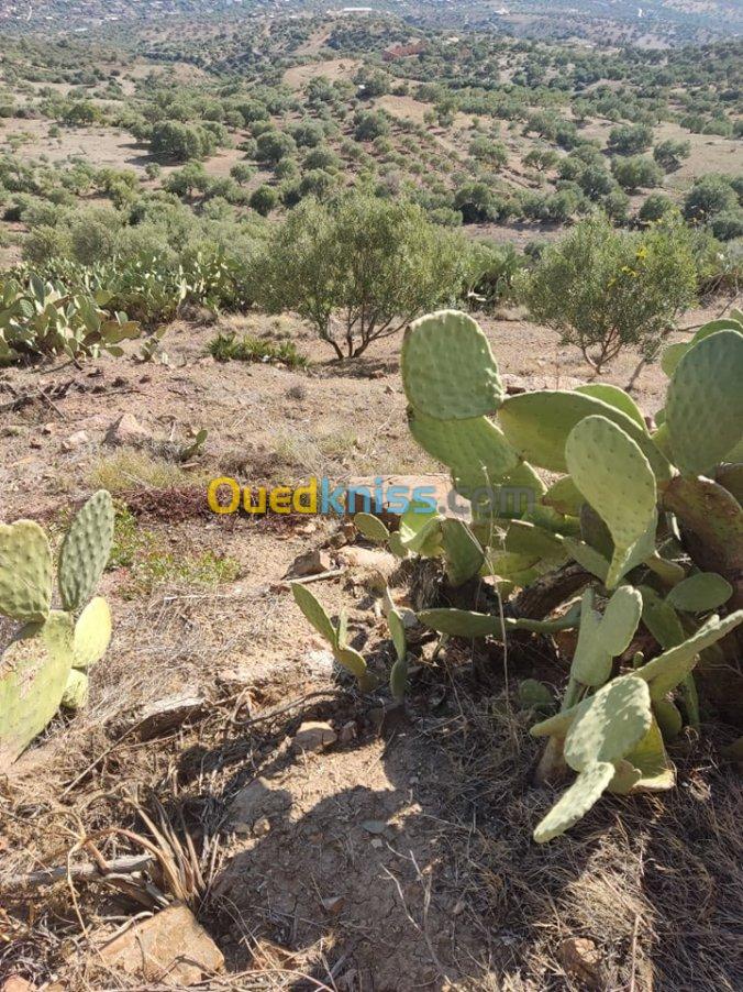 Vente Terrain Agricole Bejaia Tazmaltdaira