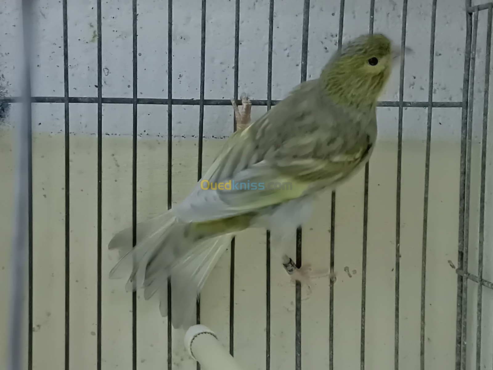 canaris jaspe SD DD