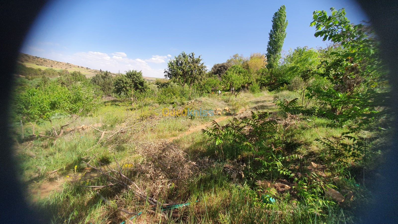 Vente Terrain Tiaret Frenda