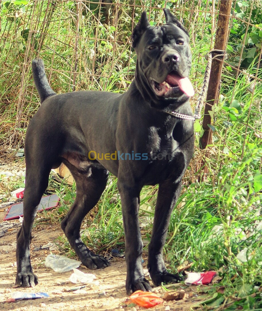 Cane corso maL top qualité