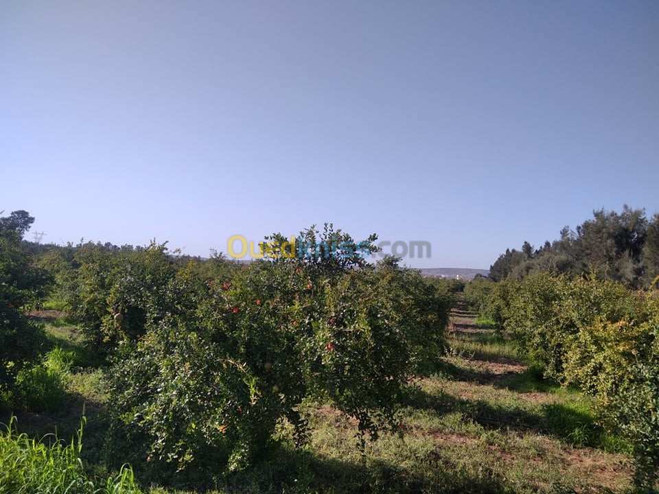 Vente Terrain Agricole Mostaganem El hassiane