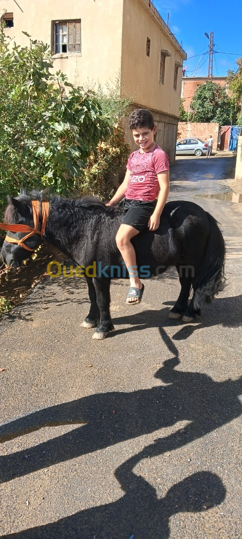 Cheval poney حصان البوني او القزم 