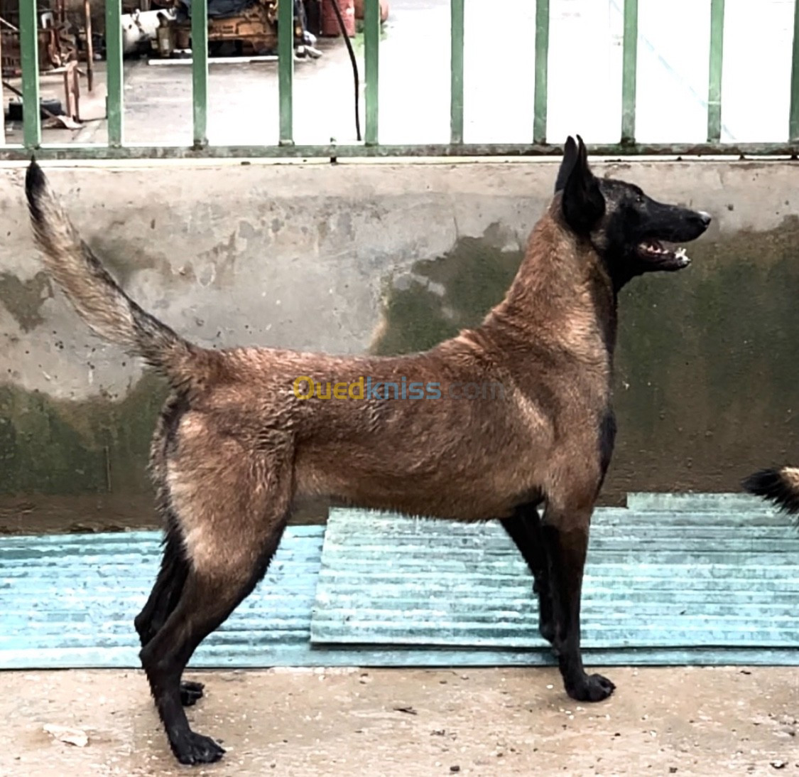 malinois femelle pure sang