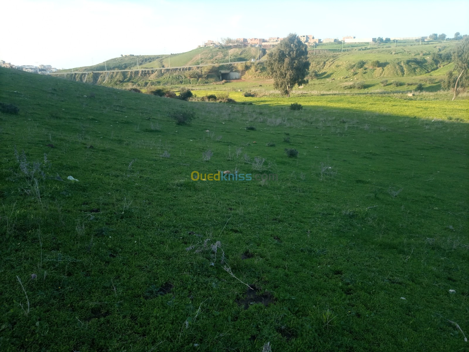 Vente Terrain Boumerdès Tidjelabine